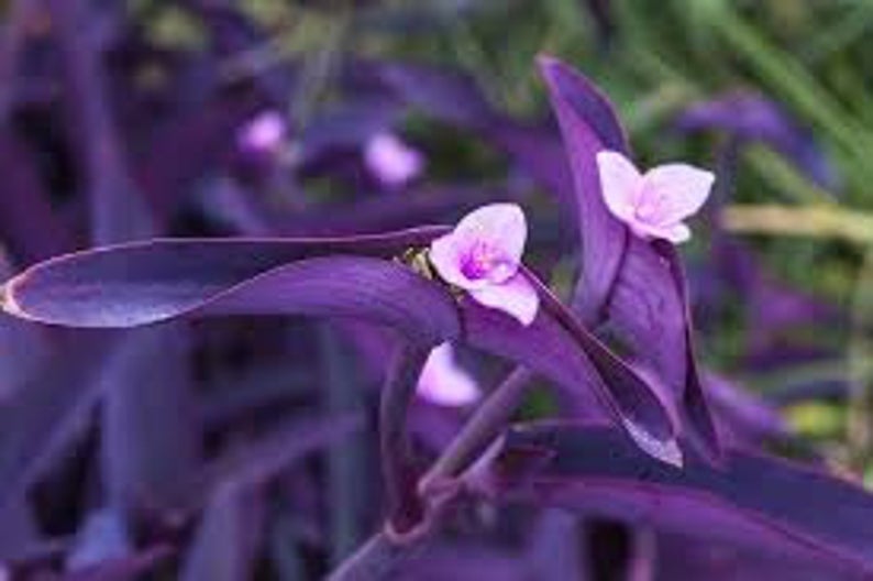 Purple Heart - Tradescantia Pallida Purple Queen | Grow Wild Greenery