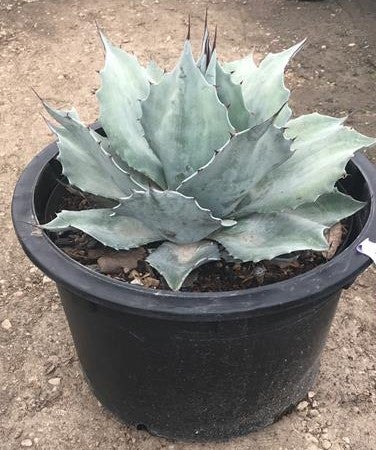 Whales Tongue Agave Ovatifolia