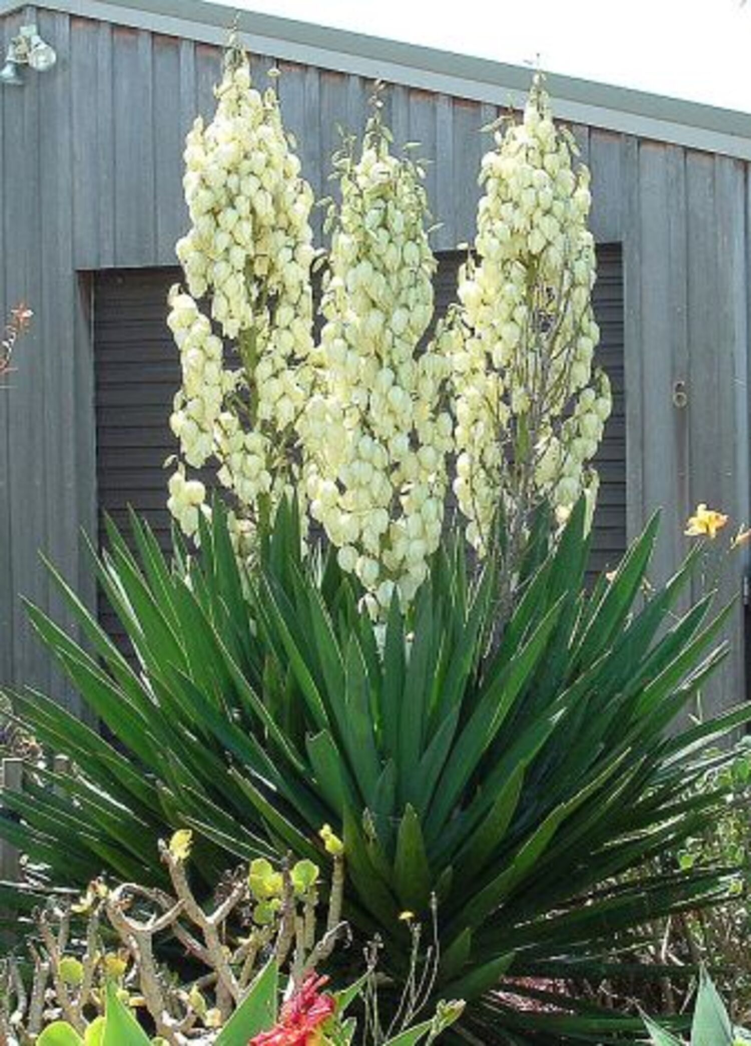 Yucca Filamentosa Excalibur - Adam's Needle | Grow Wild Greenery