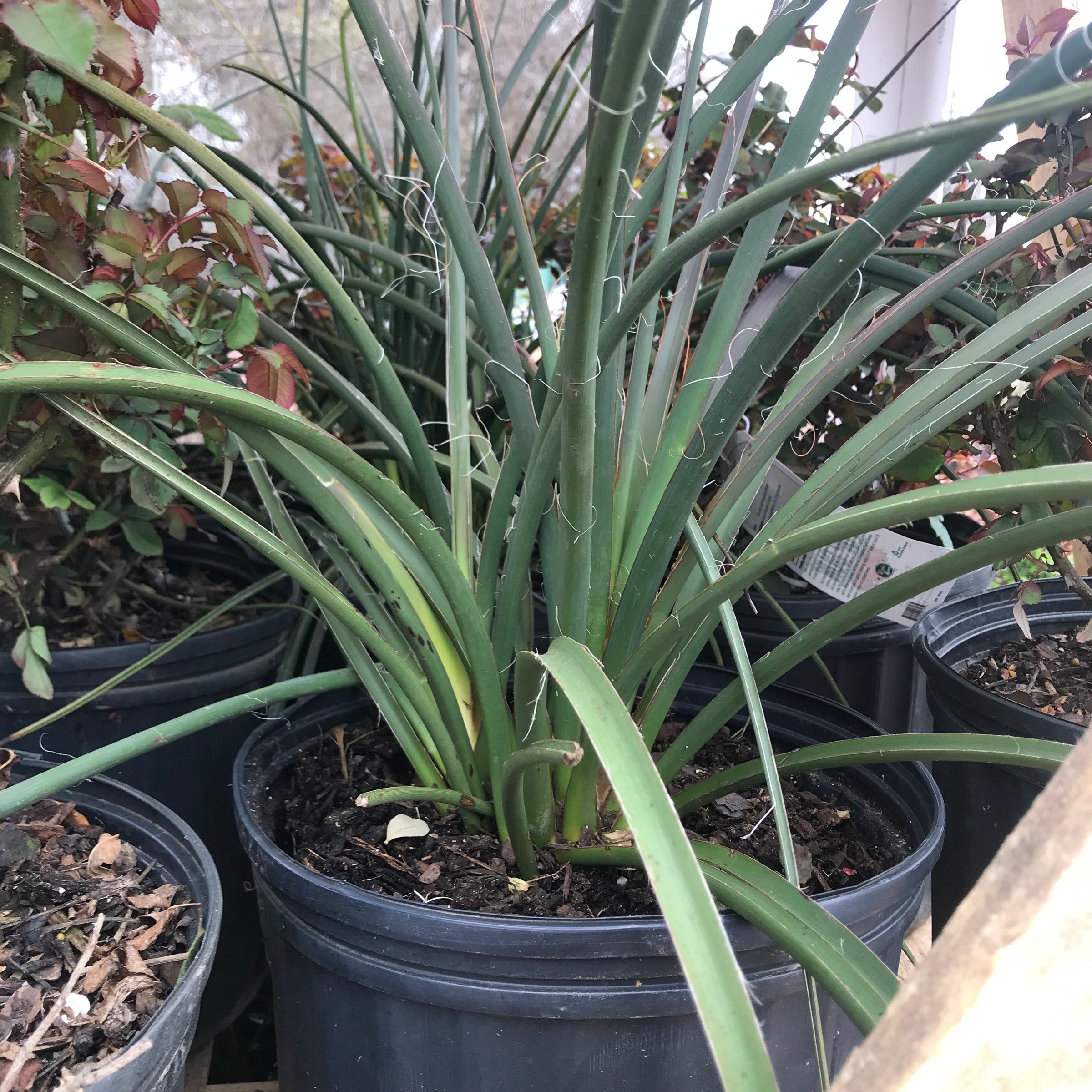 Red yucca - Texas Red Yucca -Hesperaloe Parviflora | Grow Wild