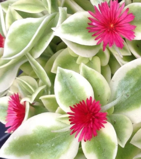 orchidee weiße tierchen Weiße Reiher-Orchideen-Blumensamen – Pure Asia Seeds