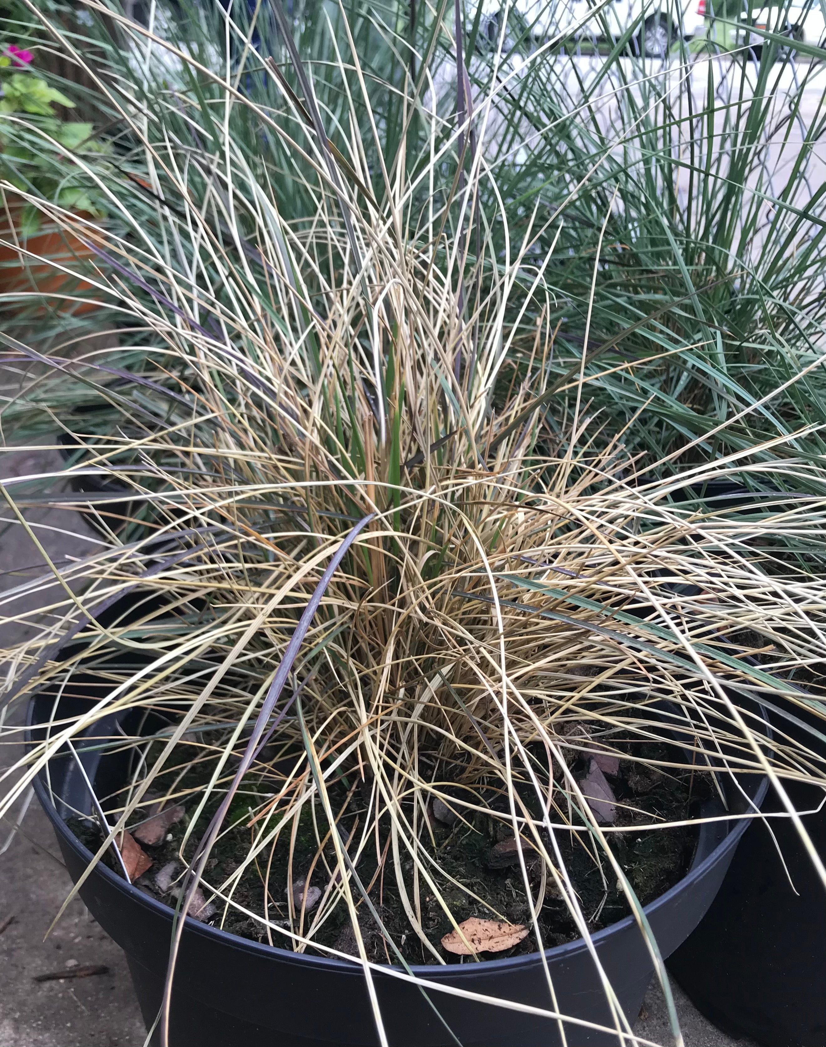 Pink Muhly Grass - Gulf Muhly - Muhlenberg | Grow Wild Greenery