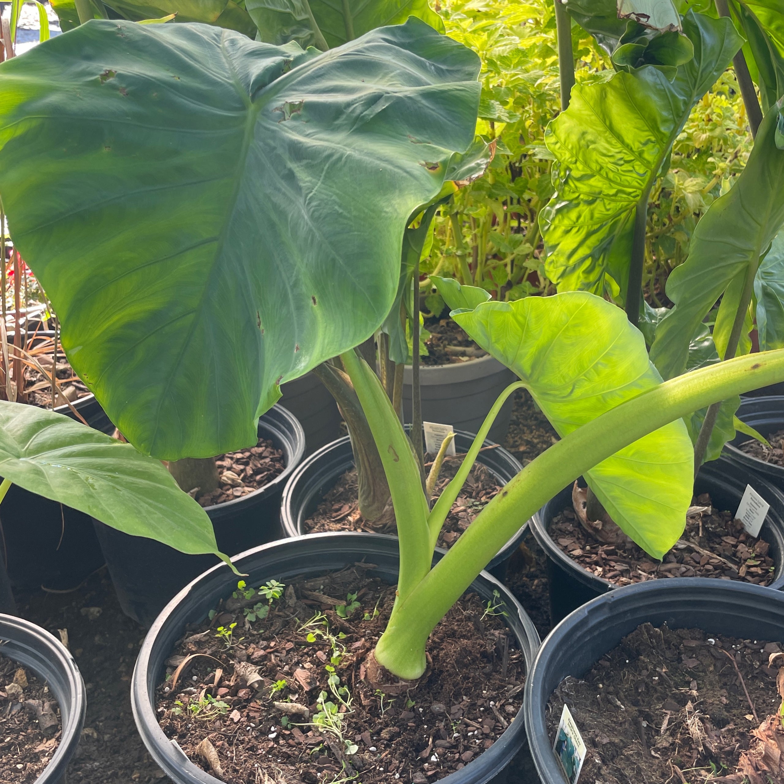 Jack’s Giant Elephant Ear Colocasia Esculenta Grow Wild Greenery