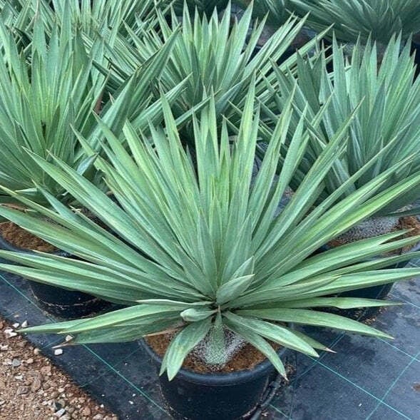 spanish-dagger-yucca-grow-wild-greenery
