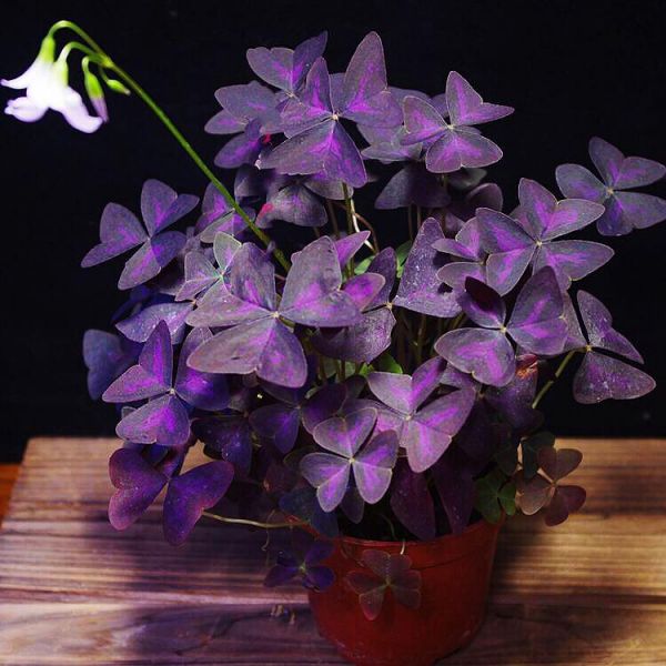 Purple Oxalis Wood sorrels Purple Shamrock Grow Wild Greenery
