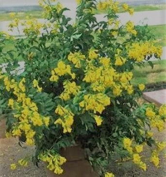 Esperanza Gold Star | Grow Wild Greenery