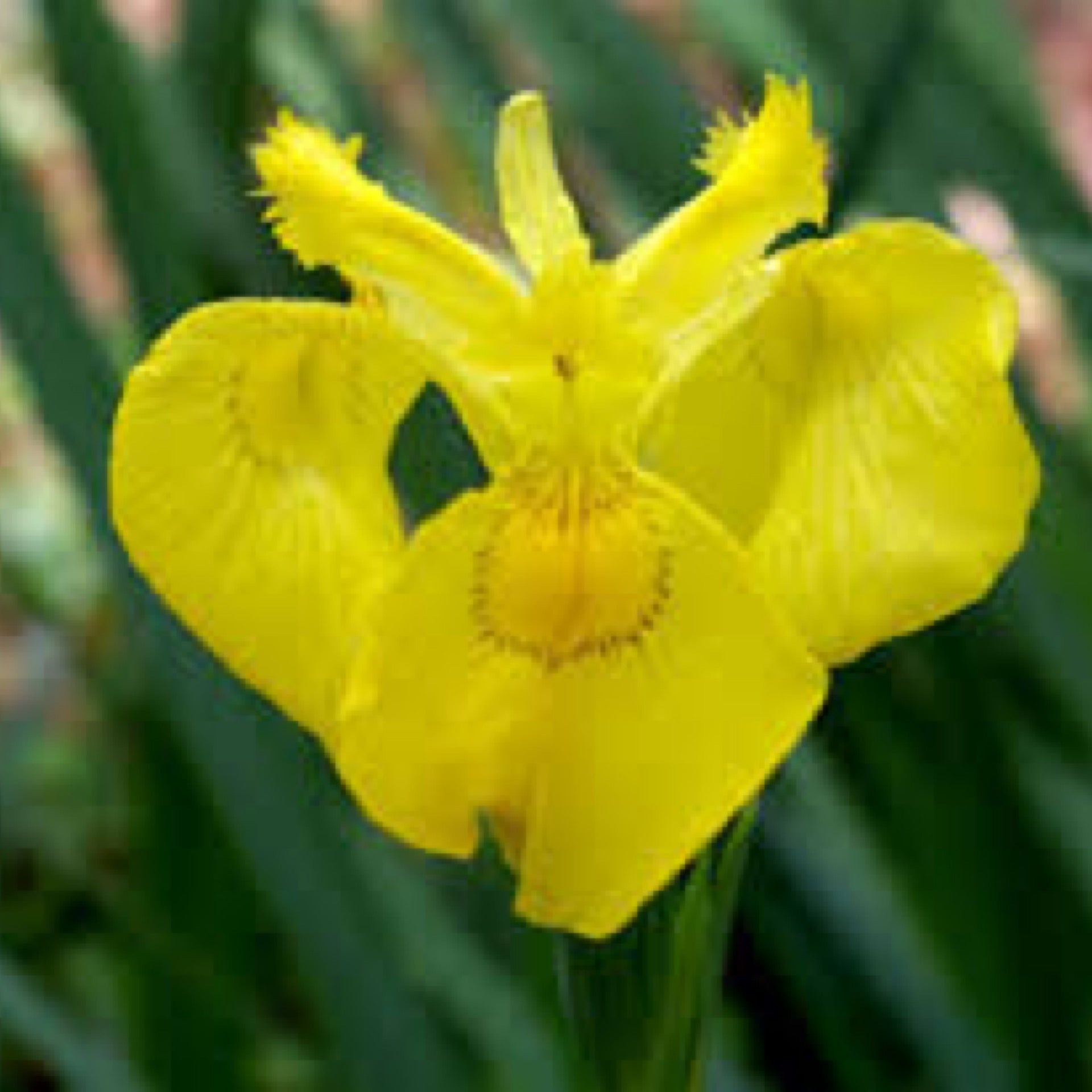 Yellow Flag Iris - Water Flag Iris | Grow Wild Greenery
