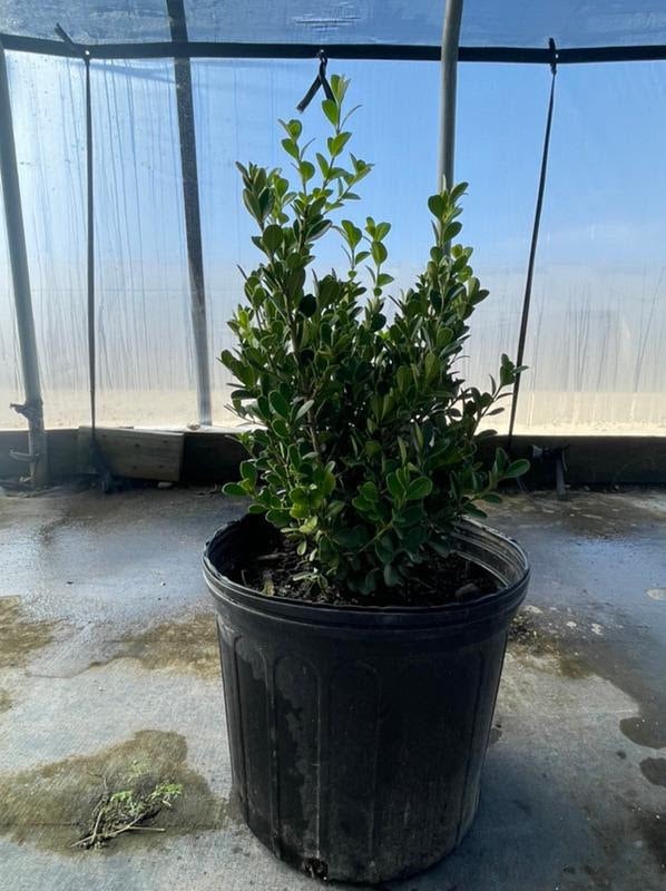 Japanese Boxwood Grow Wild Greenery
