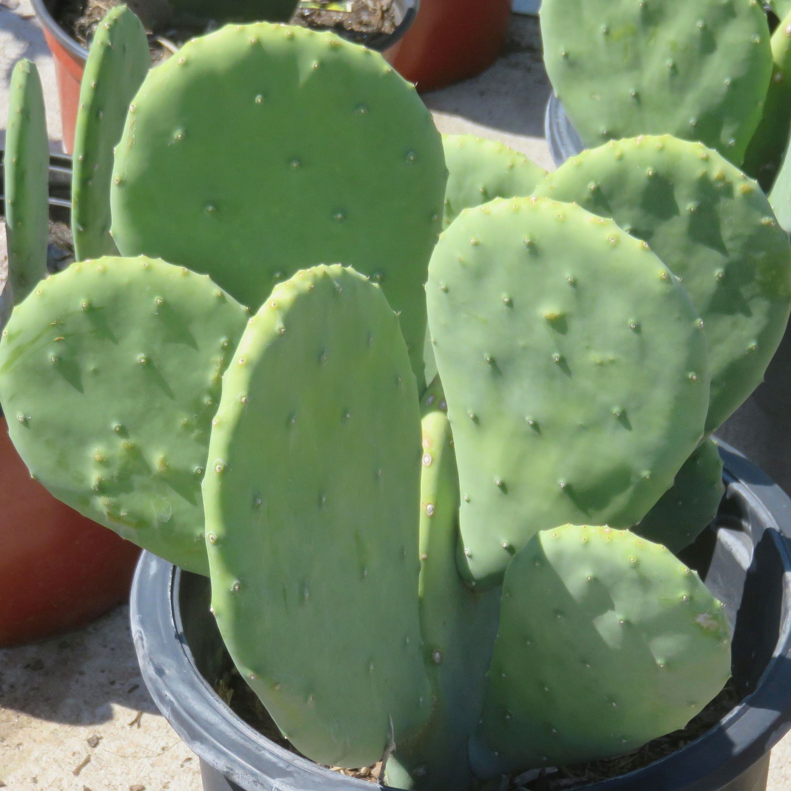 Prickly Pear Cactus Thornless Opuntia Ellisiana Spineless Grow Wild Greenery